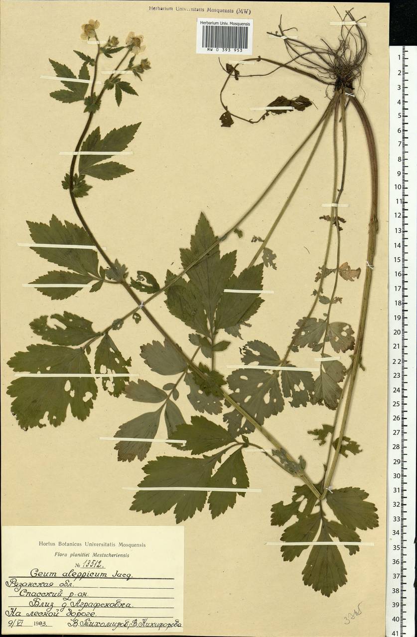 Geum aleppicum Jacq., Eastern Europe, Central region (E4) (Russia)