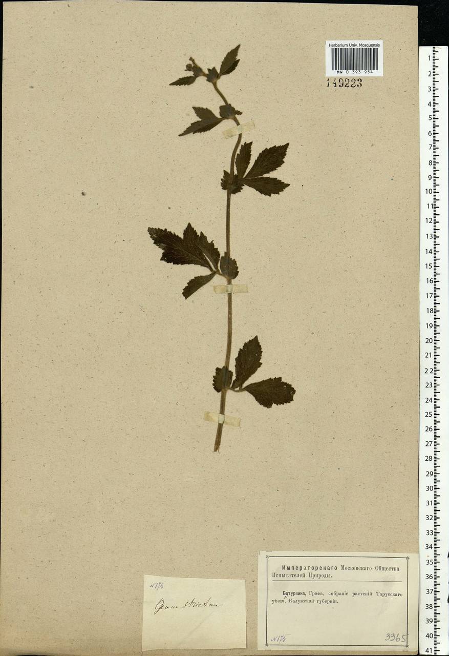 Geum aleppicum Jacq., Eastern Europe, Central region (E4) (Russia)