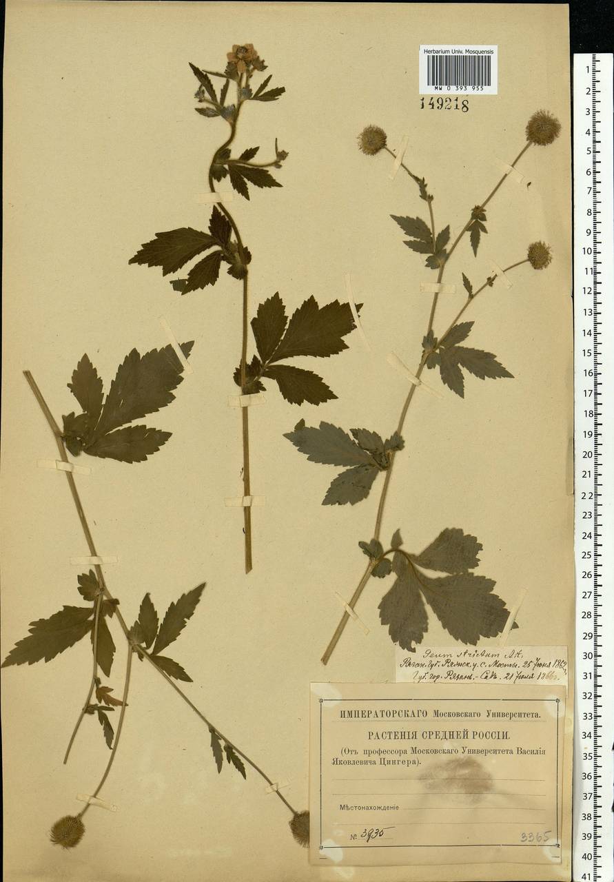 Geum aleppicum Jacq., Eastern Europe, Central region (E4) (Russia)