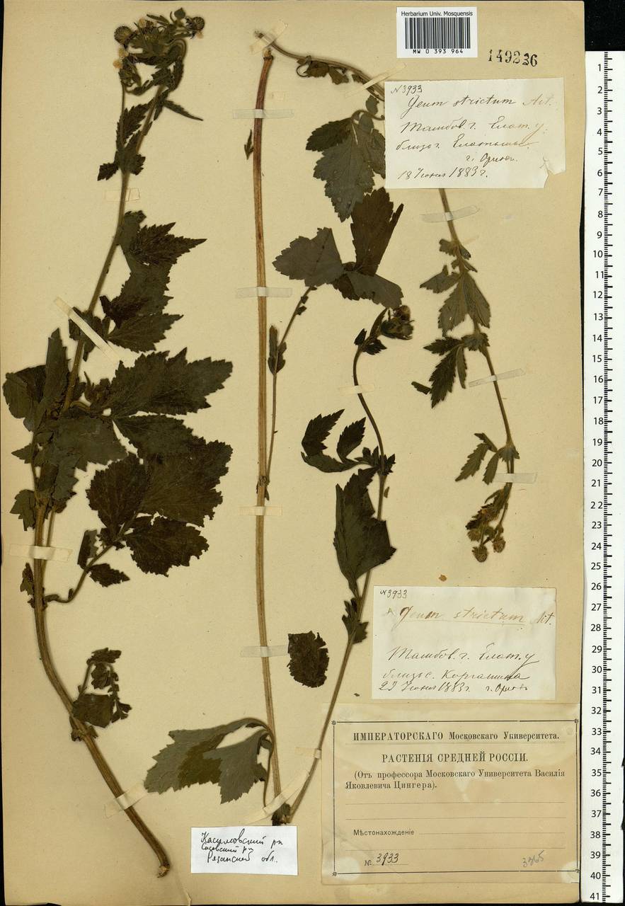 Geum aleppicum Jacq., Eastern Europe, Central region (E4) (Russia)