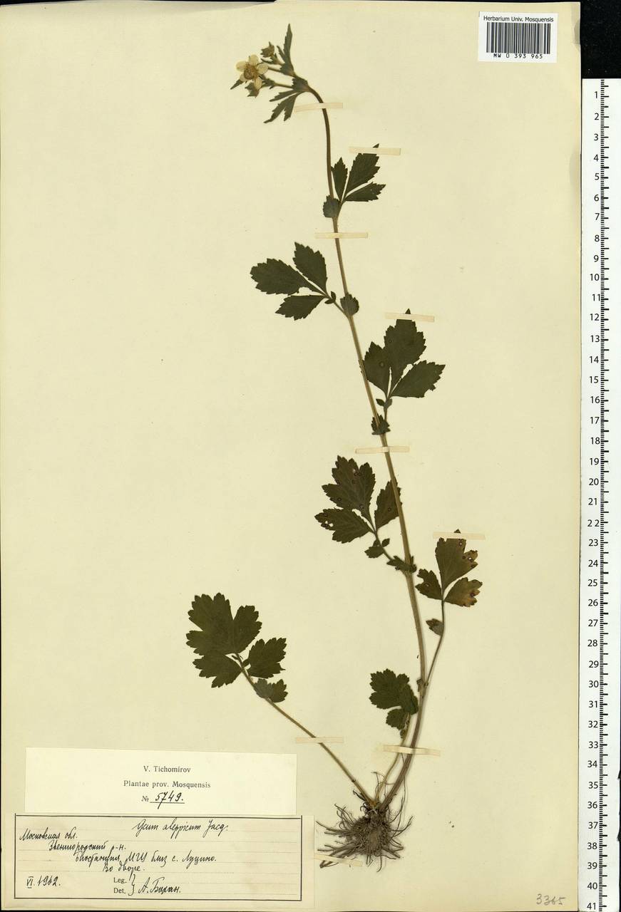 Geum aleppicum Jacq., Eastern Europe, Moscow region (E4a) (Russia)