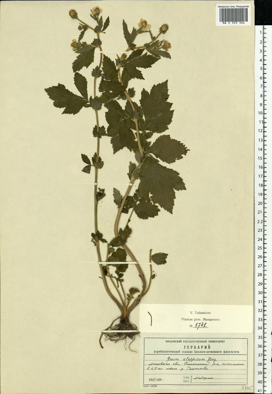 Geum aleppicum Jacq., Eastern Europe, Moscow region (E4a) (Russia)