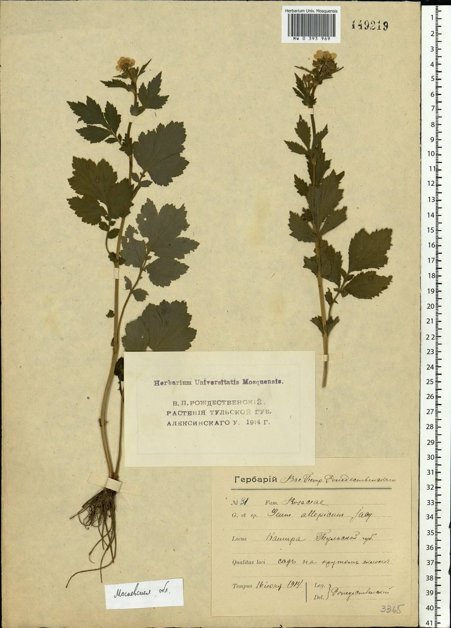 Geum aleppicum Jacq., Eastern Europe, Moscow region (E4a) (Russia)