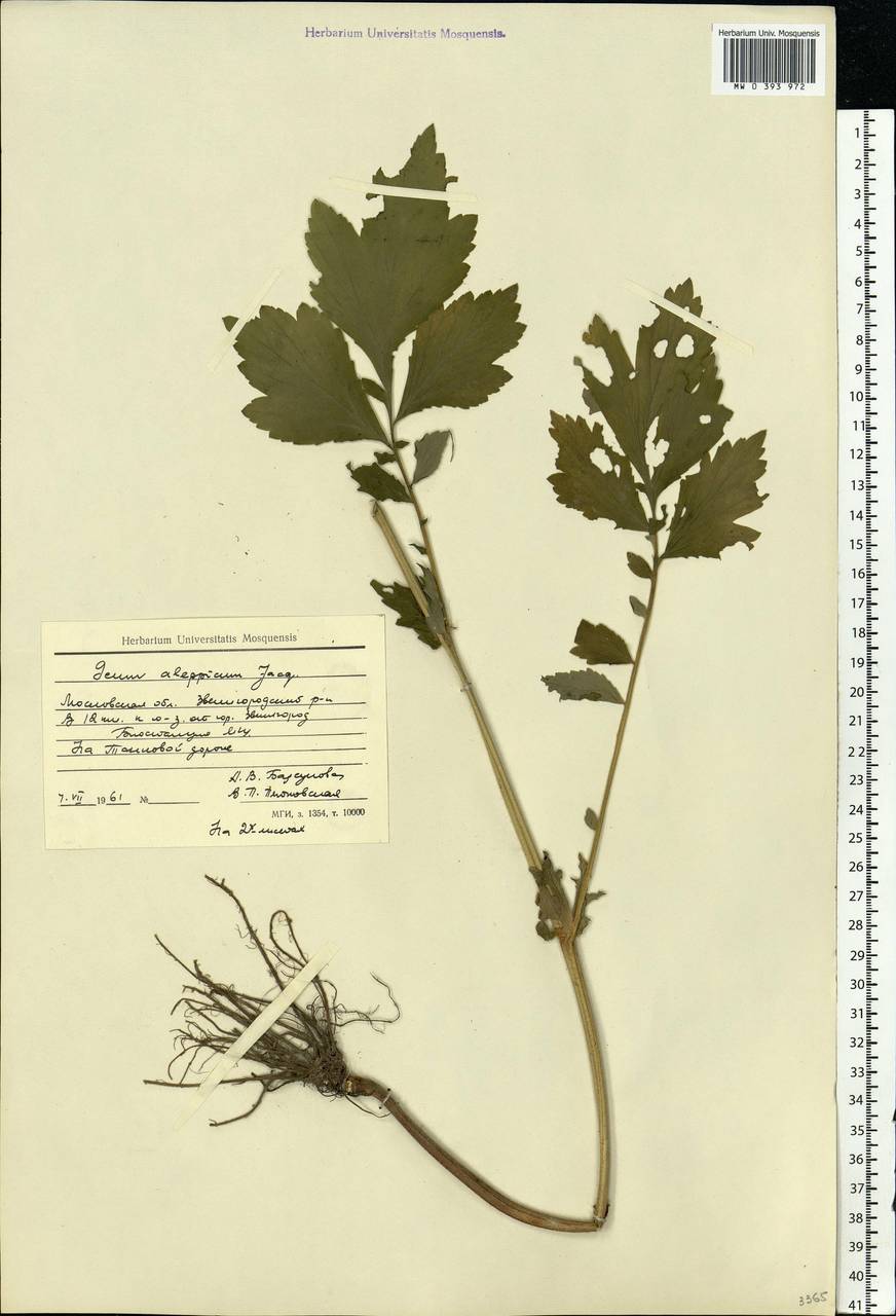 Geum aleppicum Jacq., Eastern Europe, Moscow region (E4a) (Russia)