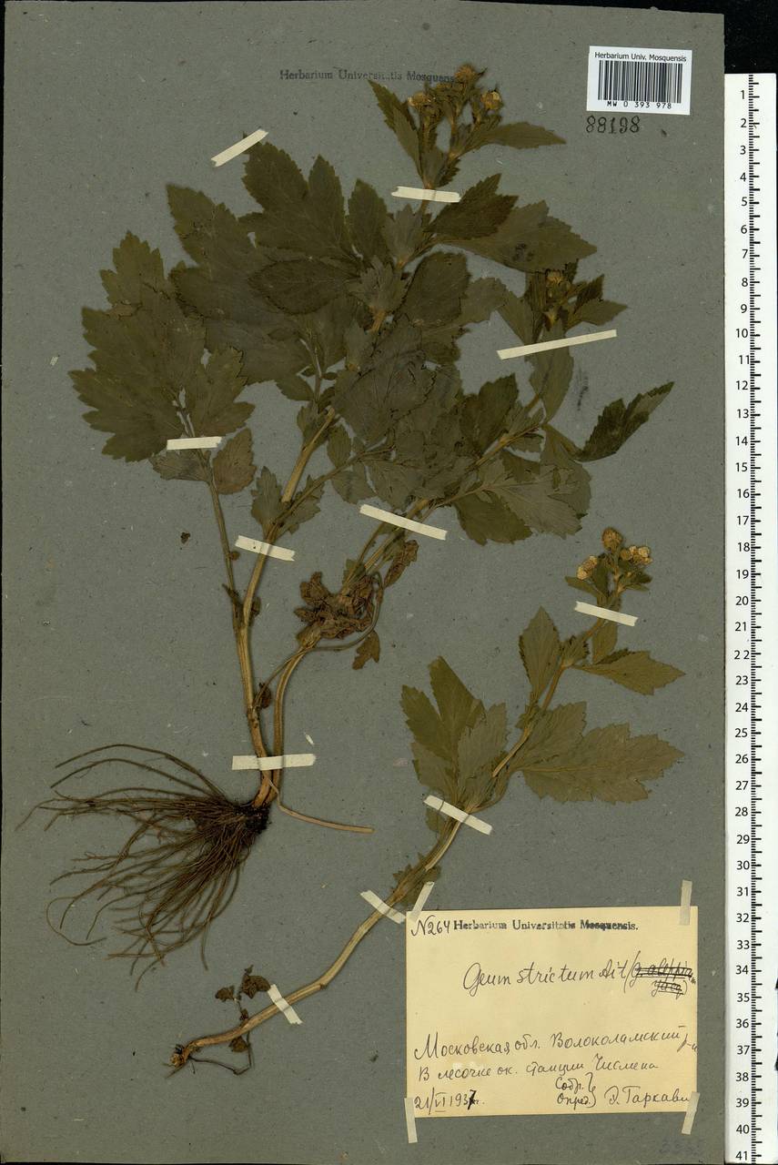 Geum aleppicum Jacq., Eastern Europe, Moscow region (E4a) (Russia)