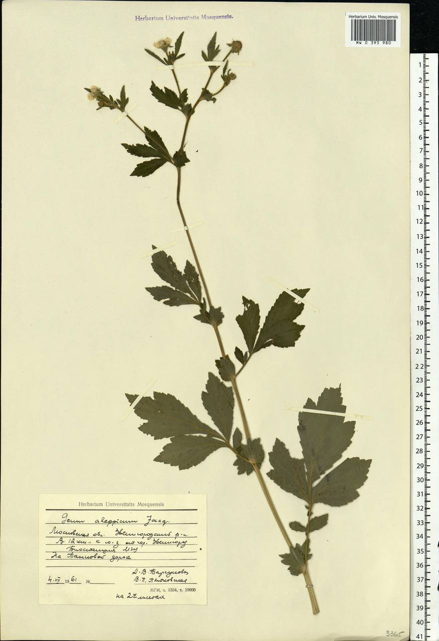 Geum aleppicum Jacq., Eastern Europe, Moscow region (E4a) (Russia)