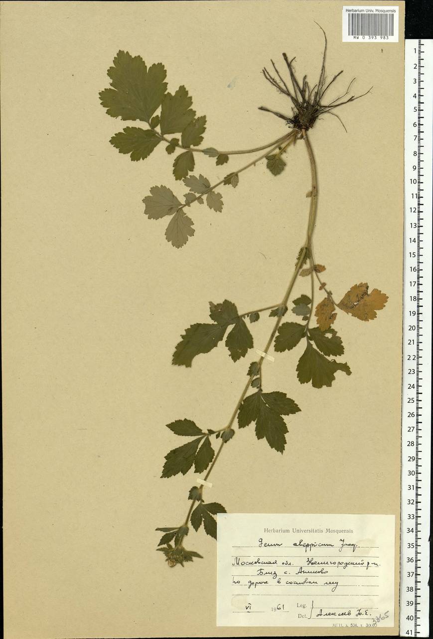 Geum aleppicum Jacq., Eastern Europe, Moscow region (E4a) (Russia)