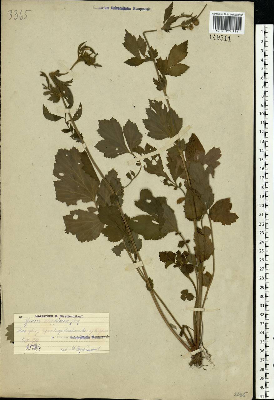 Geum aleppicum Jacq., Eastern Europe, Moscow region (E4a) (Russia)