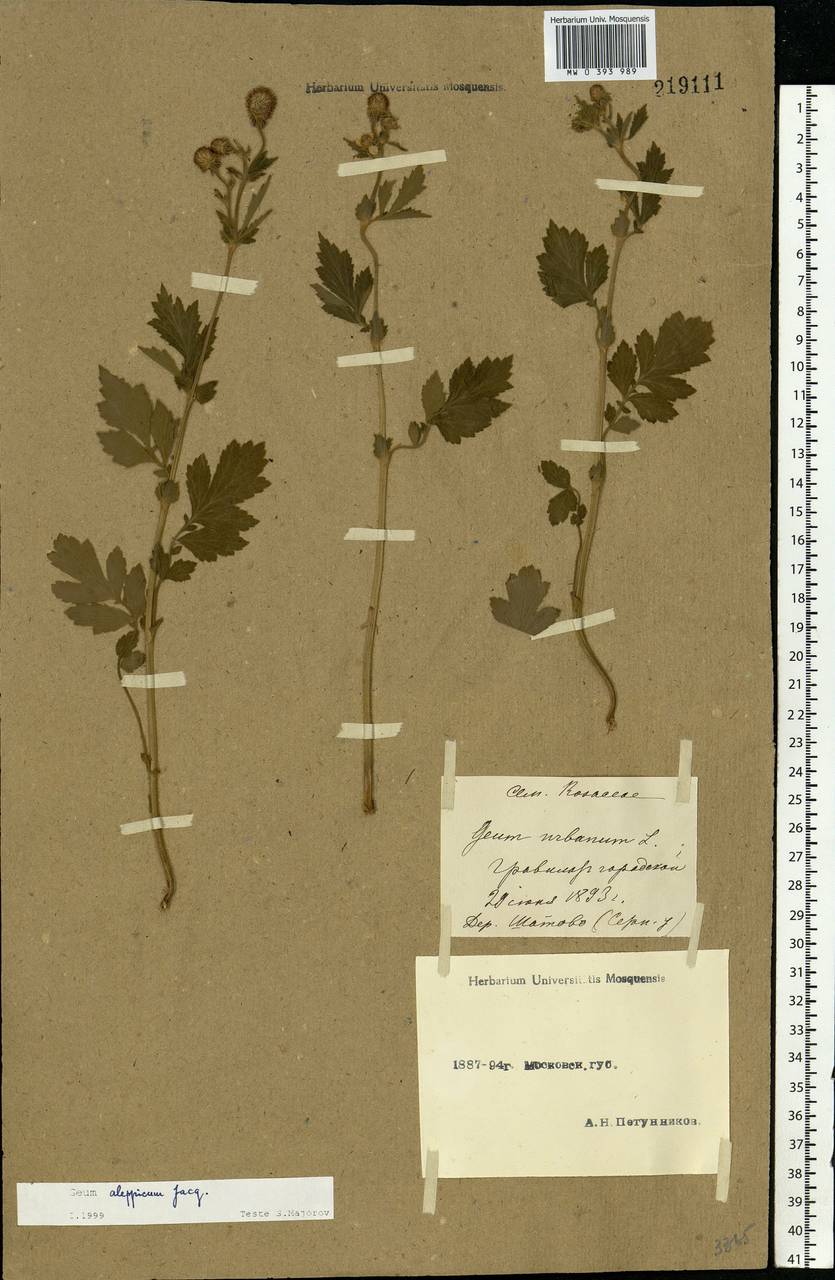 Geum aleppicum Jacq., Eastern Europe, Moscow region (E4a) (Russia)