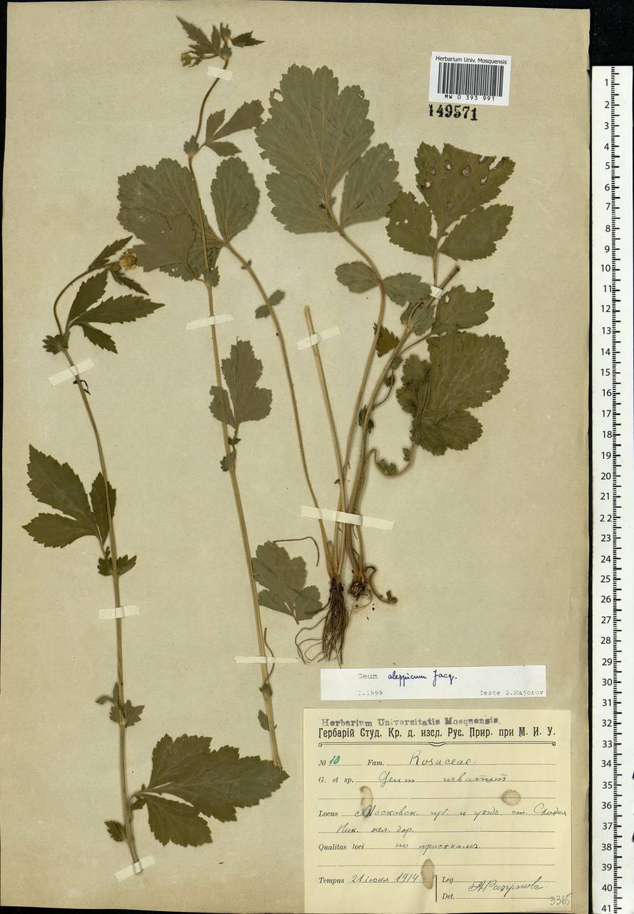 Geum aleppicum Jacq., Eastern Europe, Moscow region (E4a) (Russia)