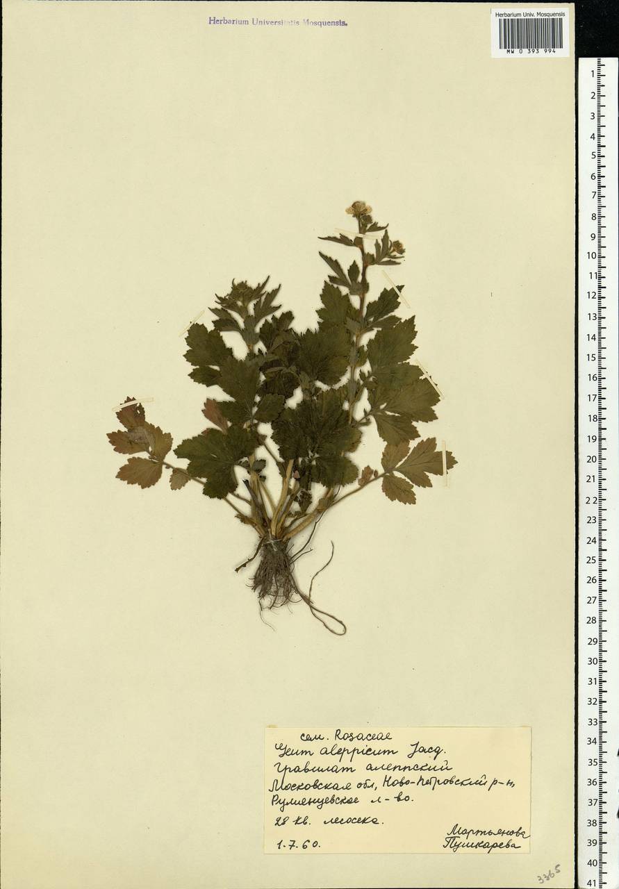 Geum aleppicum Jacq., Eastern Europe, Moscow region (E4a) (Russia)