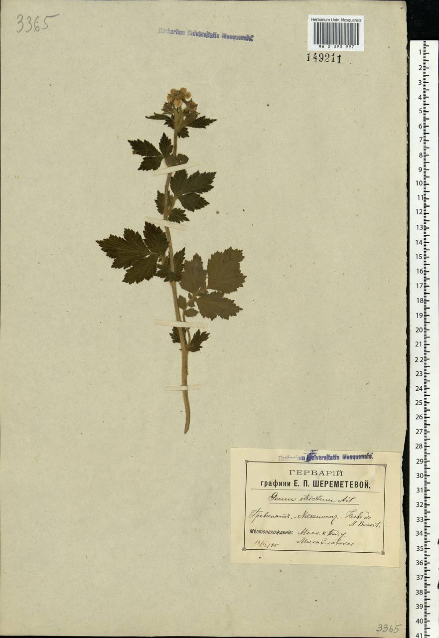 Geum aleppicum Jacq., Eastern Europe, Moscow region (E4a) (Russia)
