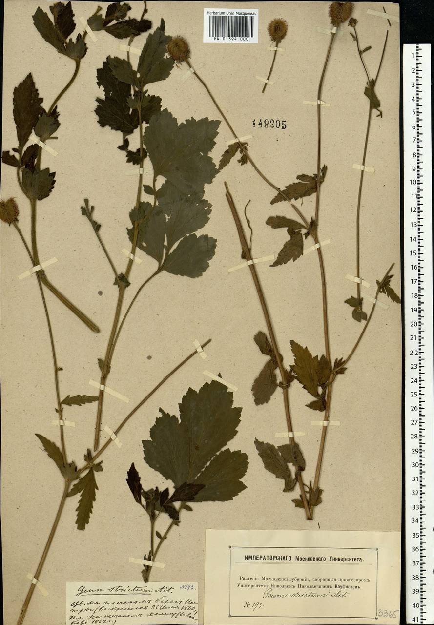 Geum aleppicum Jacq., Eastern Europe, Moscow region (E4a) (Russia)