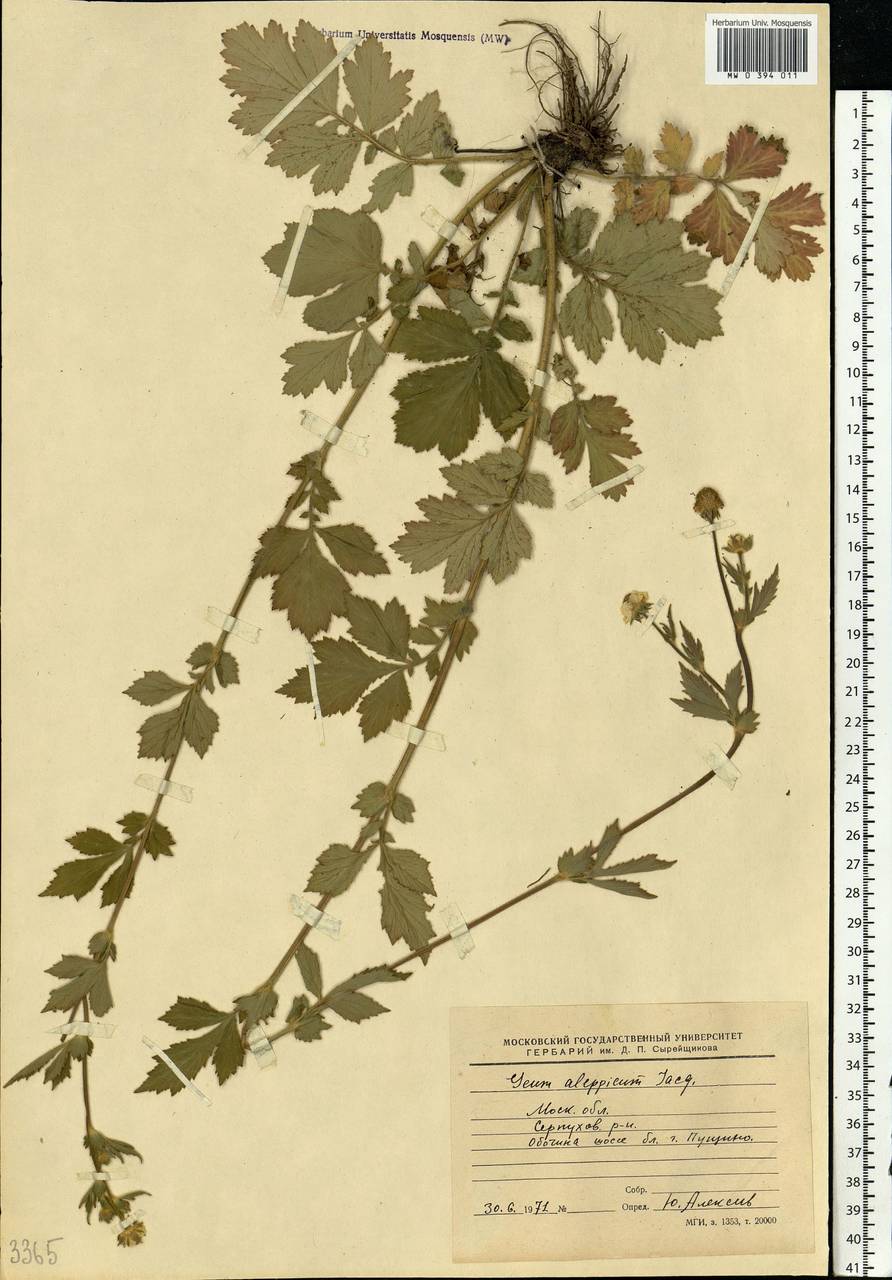 Geum aleppicum Jacq., Eastern Europe, Moscow region (E4a) (Russia)