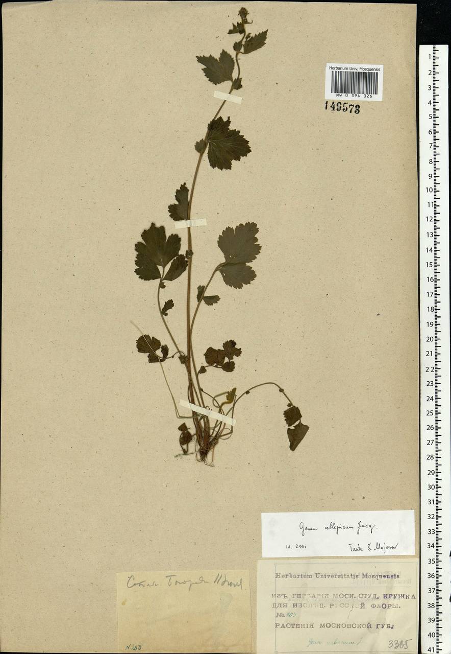 Geum aleppicum Jacq., Eastern Europe, Moscow region (E4a) (Russia)
