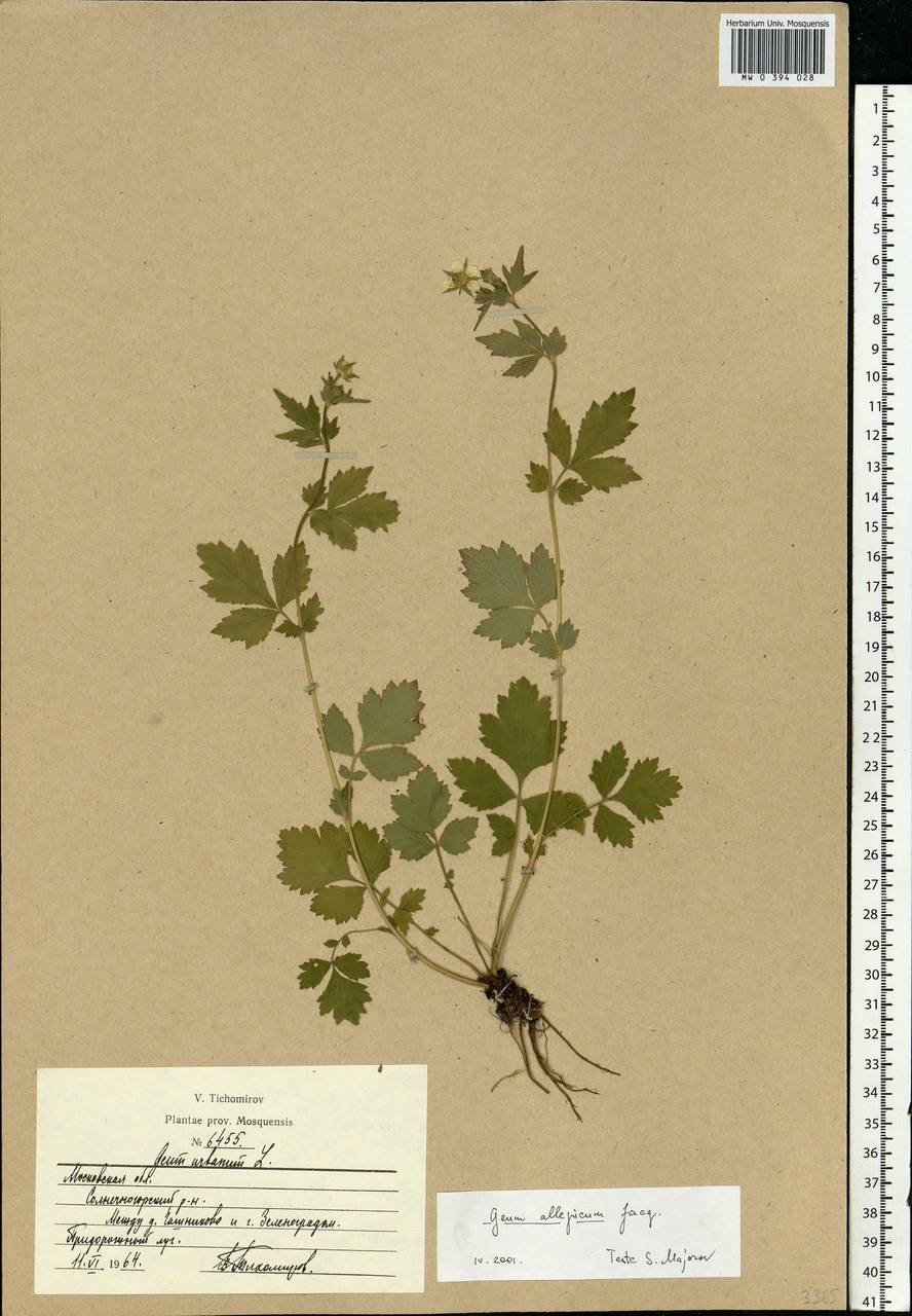 Geum aleppicum Jacq., Eastern Europe, Moscow region (E4a) (Russia)