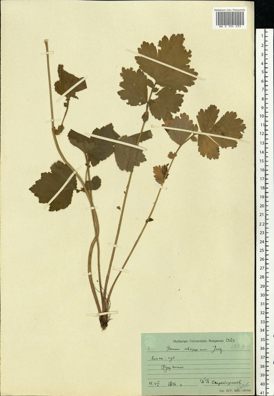 Geum aleppicum Jacq., Eastern Europe, Moscow region (E4a) (Russia)