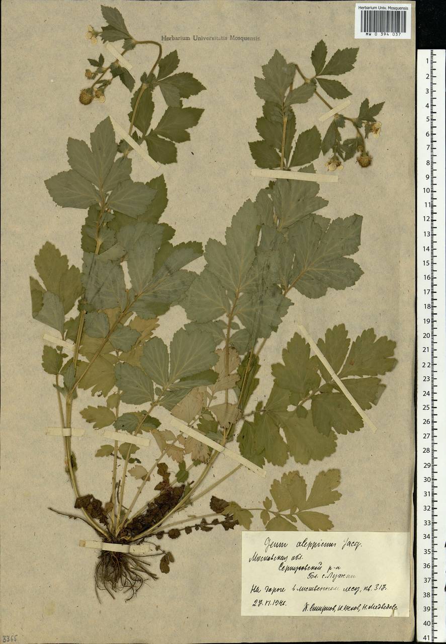 Geum aleppicum Jacq., Eastern Europe, Moscow region (E4a) (Russia)