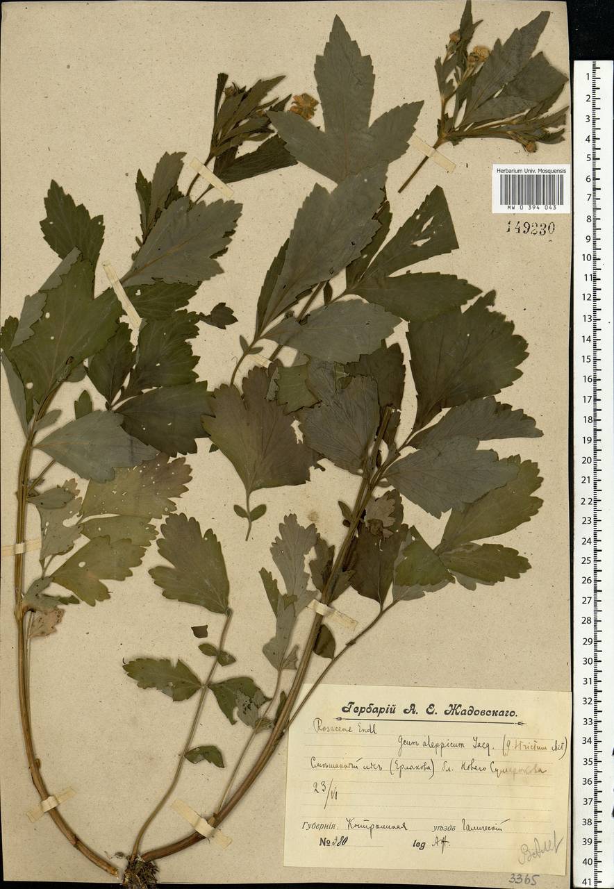 Geum aleppicum Jacq., Eastern Europe, Central forest region (E5) (Russia)
