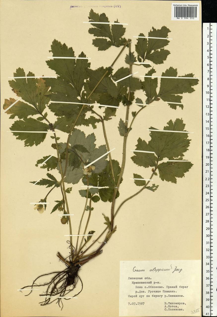 Geum aleppicum Jacq., Eastern Europe, Central forest-and-steppe region (E6) (Russia)