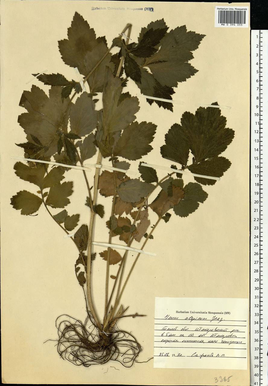 Geum aleppicum Jacq., Eastern Europe, Central forest-and-steppe region (E6) (Russia)