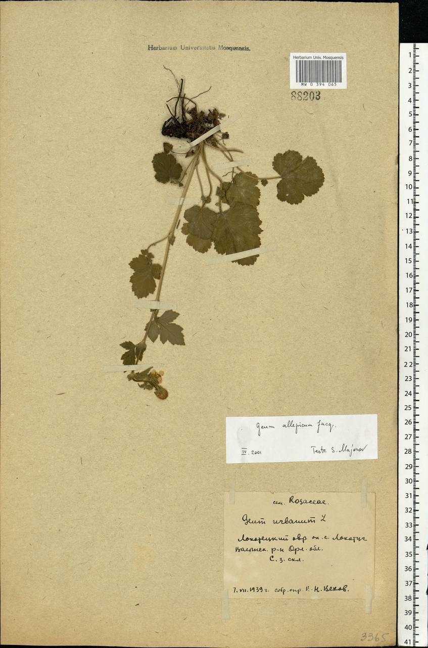 Geum aleppicum Jacq., Eastern Europe, Central forest-and-steppe region (E6) (Russia)