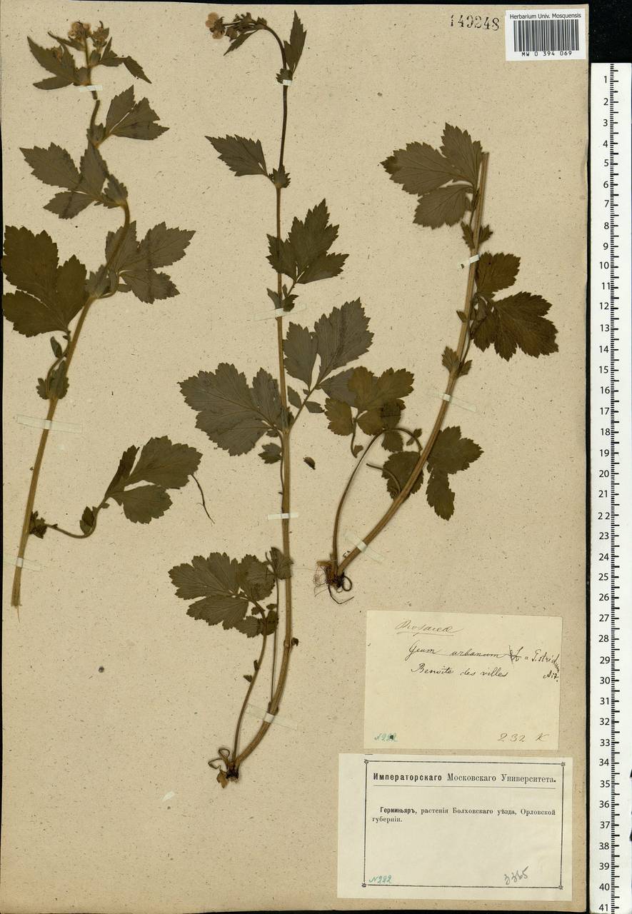 Geum aleppicum Jacq., Eastern Europe, Central forest-and-steppe region (E6) (Russia)