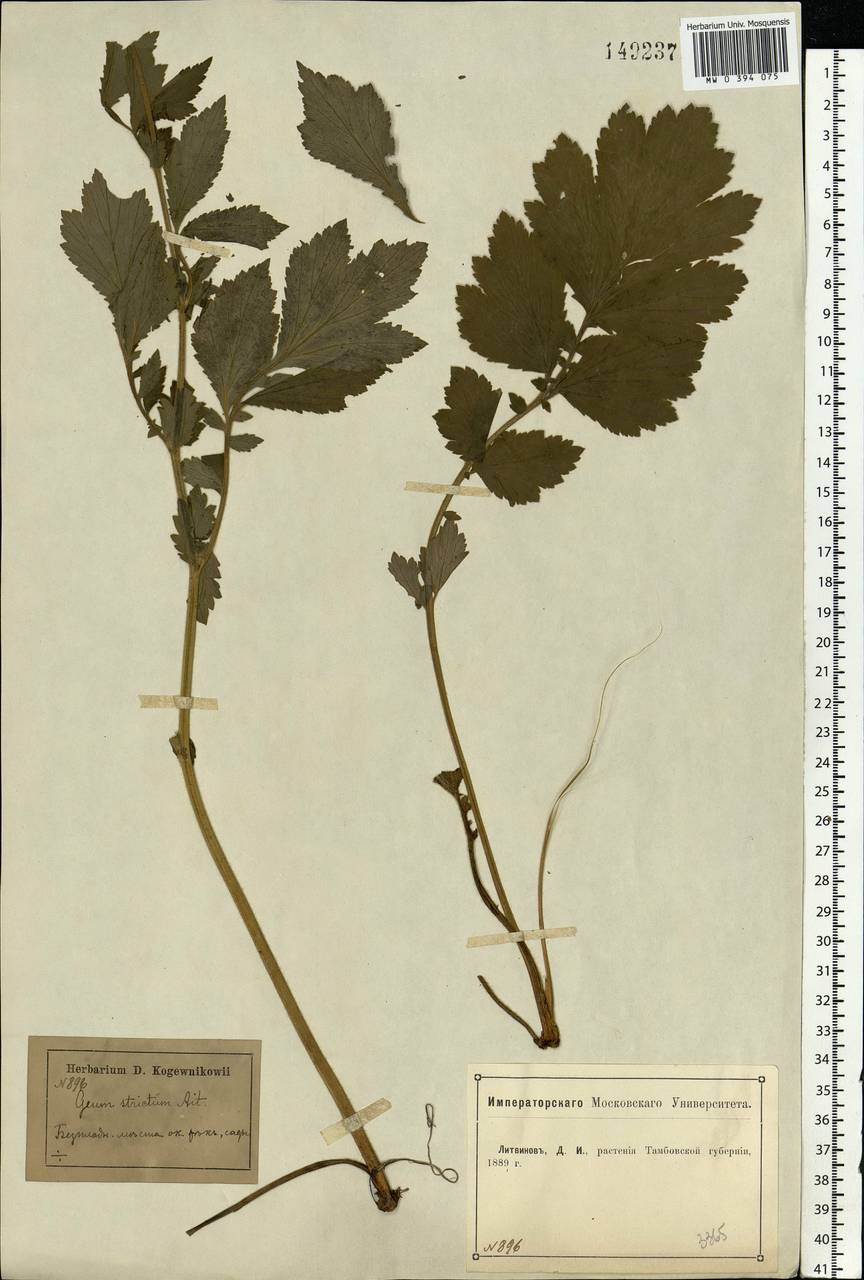 Geum aleppicum Jacq., Eastern Europe, Central forest-and-steppe region (E6) (Russia)