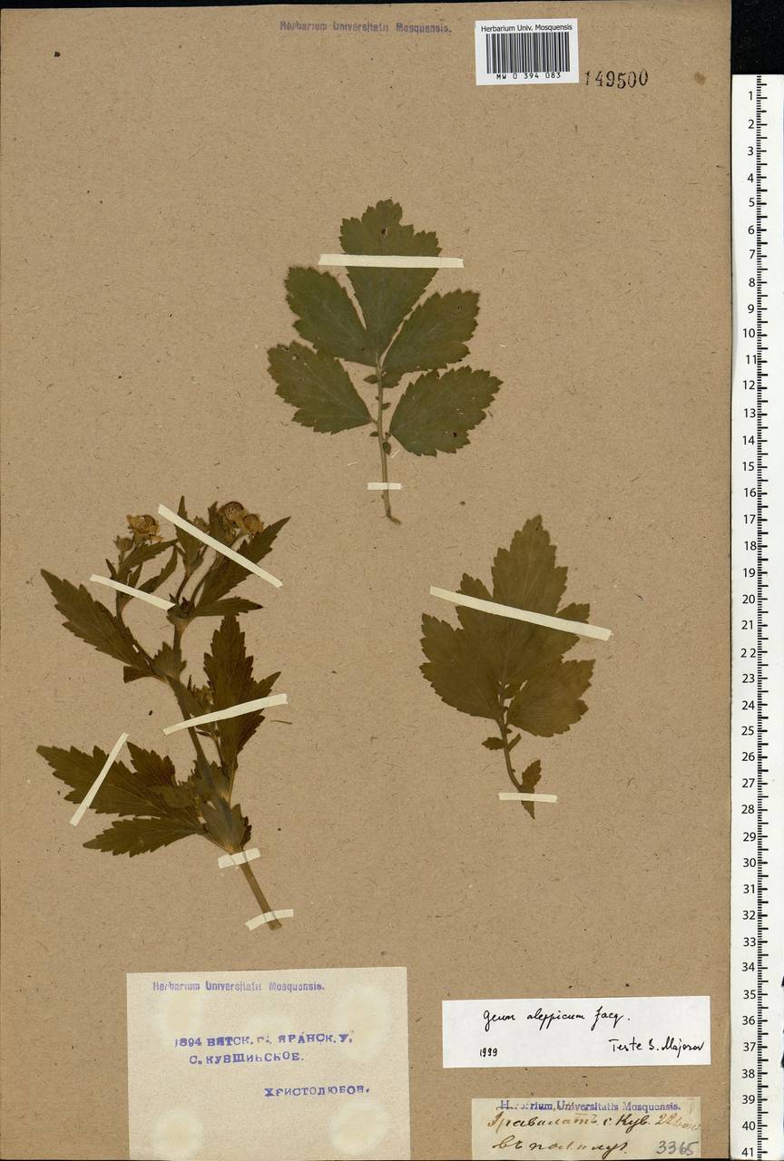 Geum aleppicum Jacq., Eastern Europe, Volga-Kama region (E7) (Russia)