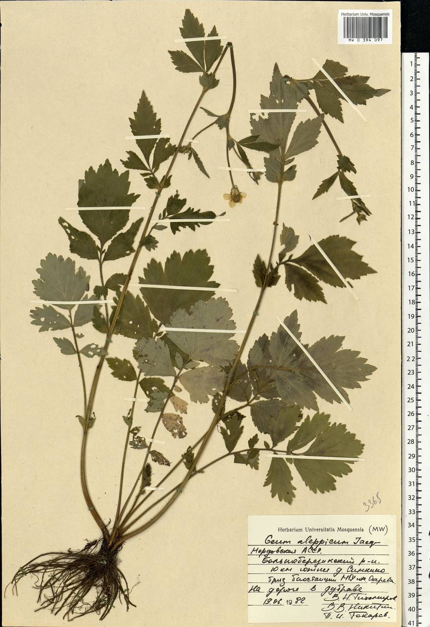 Geum aleppicum Jacq., Eastern Europe, Middle Volga region (E8) (Russia)