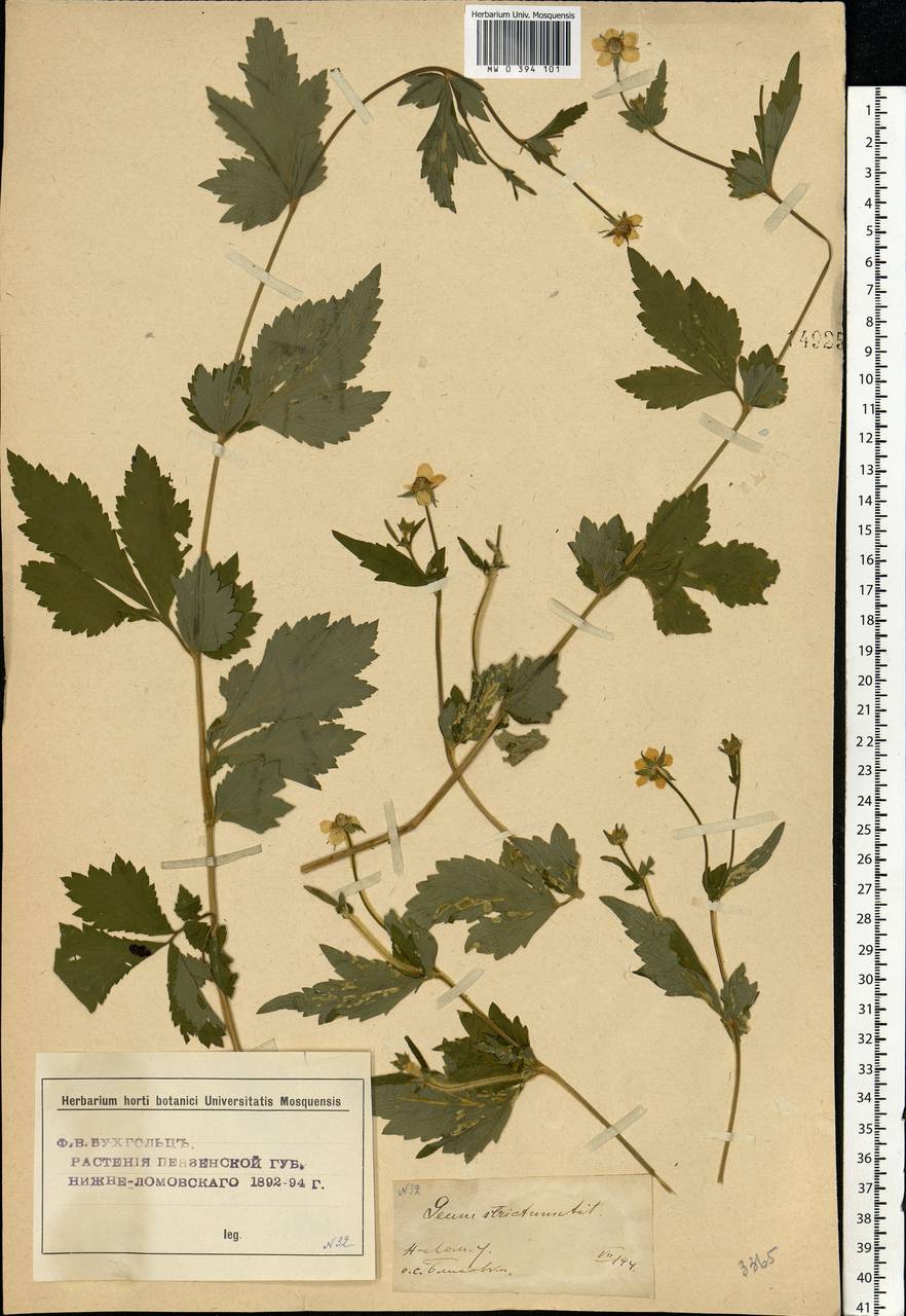 Geum aleppicum Jacq., Eastern Europe, Middle Volga region (E8) (Russia)