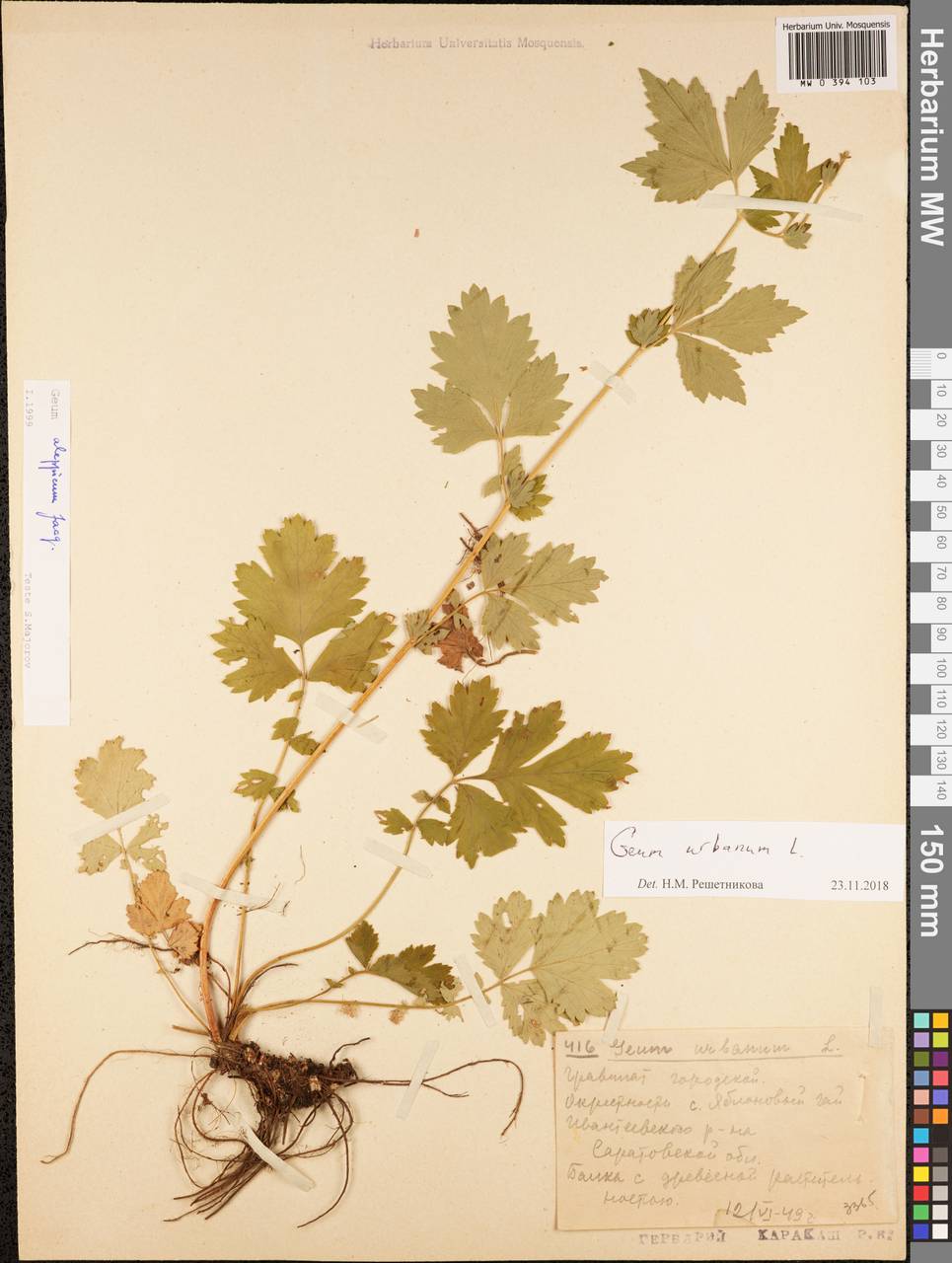 Geum urbanum L., Eastern Europe, Lower Volga region (E9) (Russia)