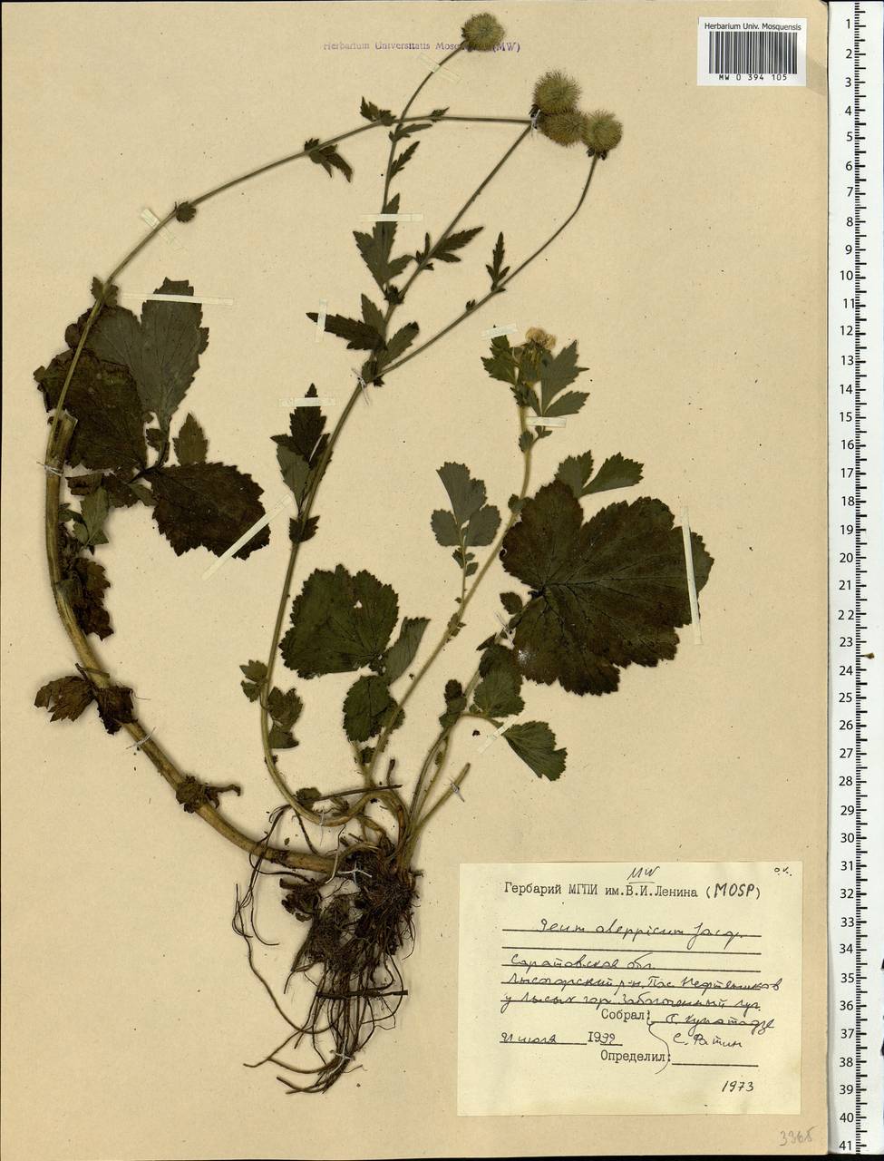 Geum aleppicum Jacq., Eastern Europe, Lower Volga region (E9) (Russia)