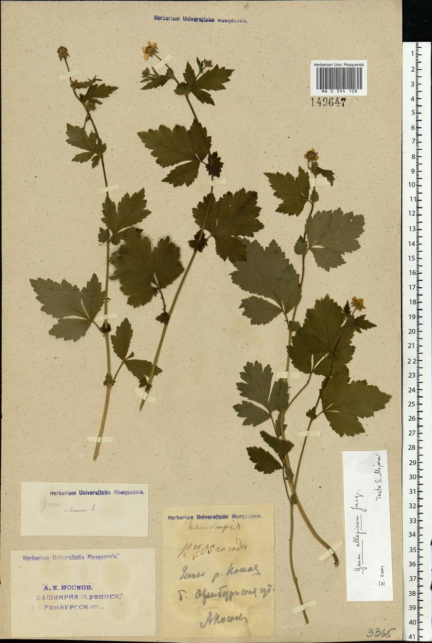 Geum aleppicum Jacq., Eastern Europe, Eastern region (E10) (Russia)