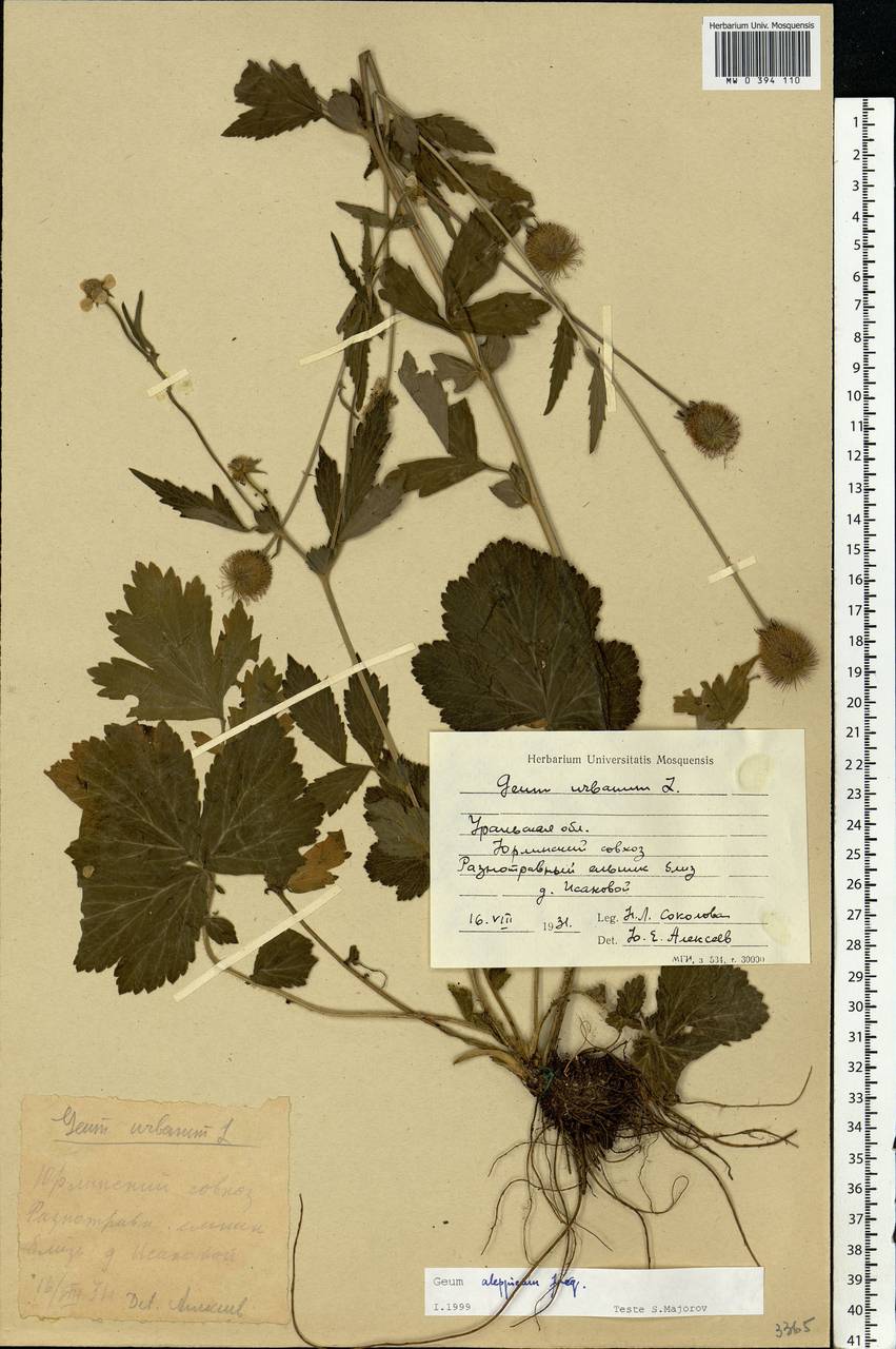 Geum aleppicum Jacq., Eastern Europe, Eastern region (E10) (Russia)