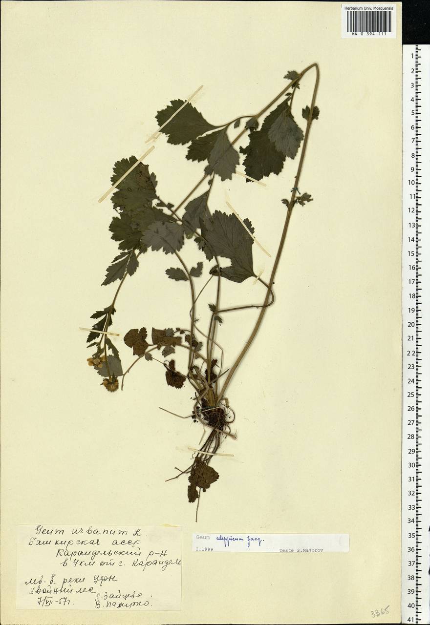Geum aleppicum Jacq., Eastern Europe, Eastern region (E10) (Russia)