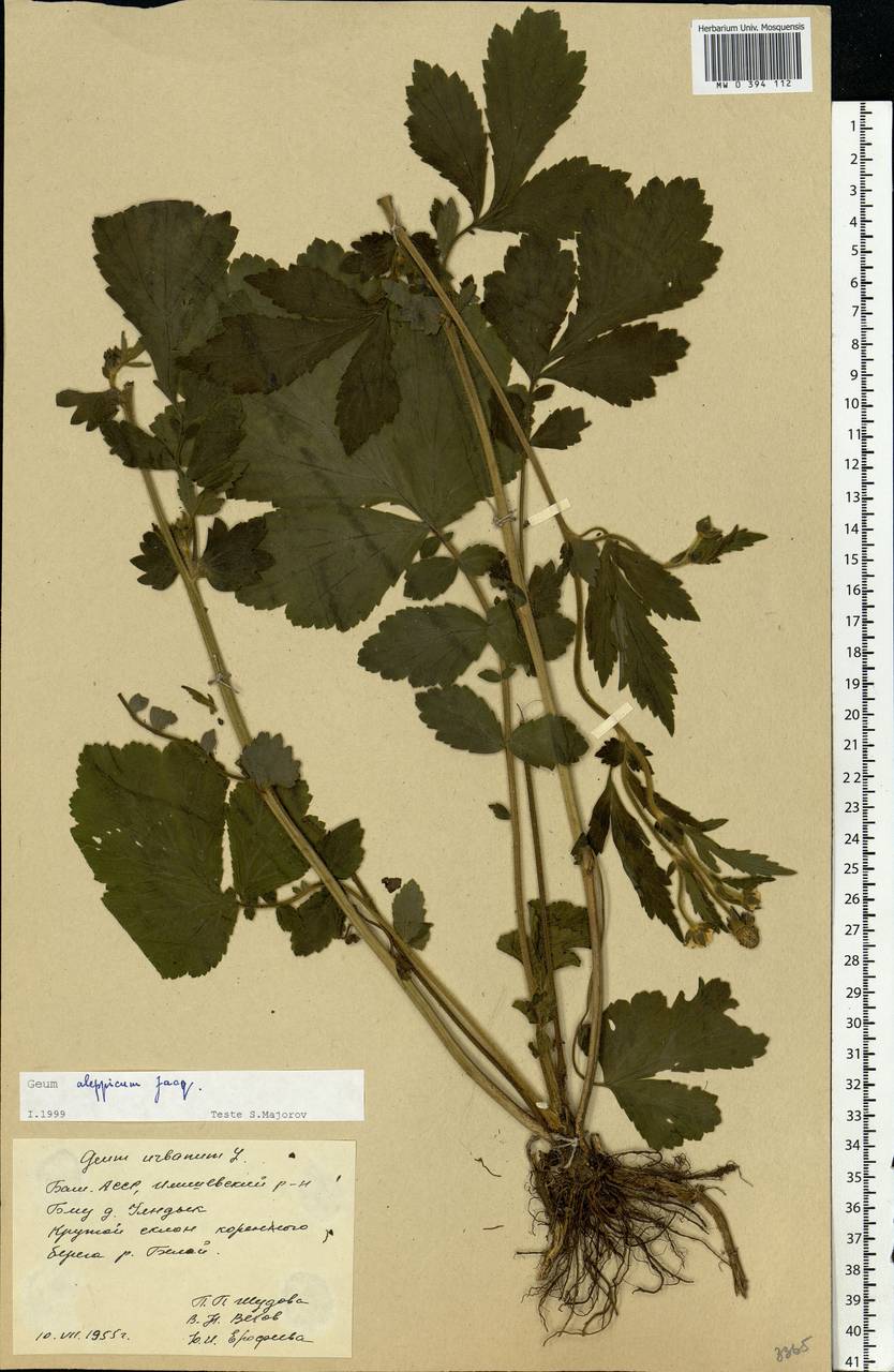 Geum aleppicum Jacq., Eastern Europe, Eastern region (E10) (Russia)