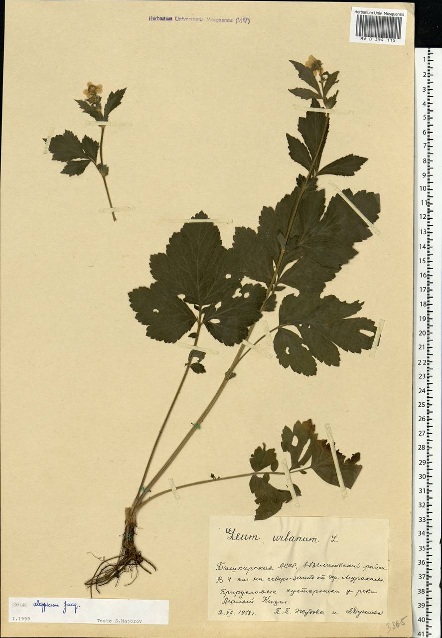 Geum aleppicum Jacq., Eastern Europe, Eastern region (E10) (Russia)