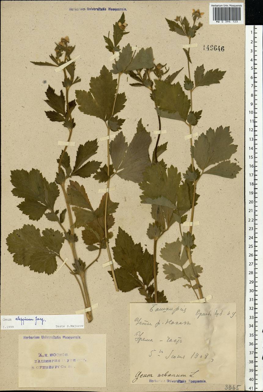 Geum aleppicum Jacq., Eastern Europe, Eastern region (E10) (Russia)