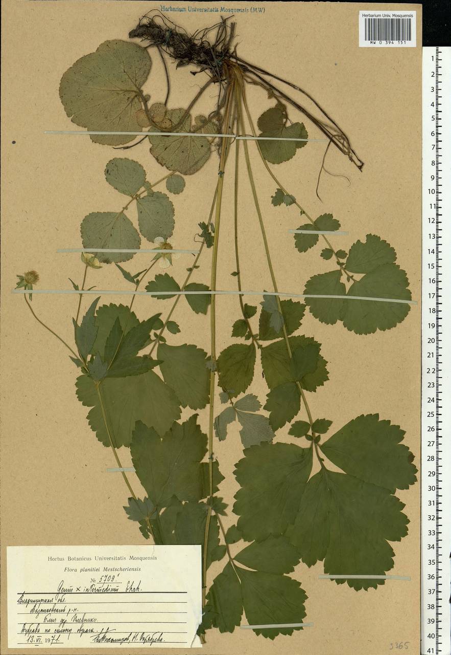 Geum × intermedium Ehrh., Eastern Europe, Central region (E4) (Russia)
