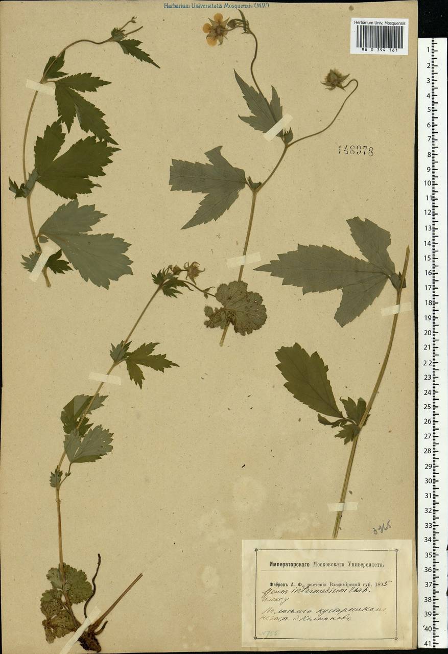 Geum × intermedium Ehrh., Eastern Europe, Central region (E4) (Russia)
