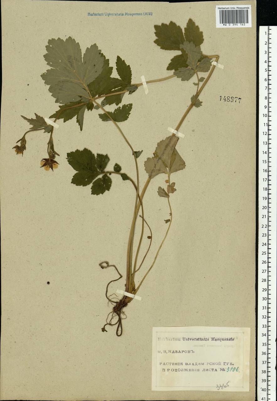 Geum × intermedium Ehrh., Eastern Europe, Central region (E4) (Russia)