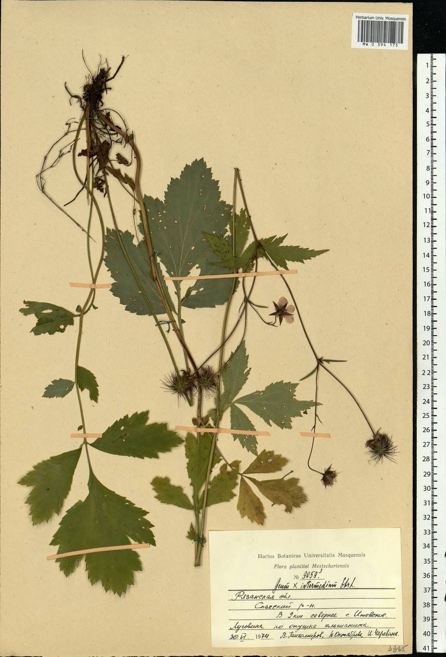 Geum × intermedium Ehrh., Eastern Europe, Central region (E4) (Russia)
