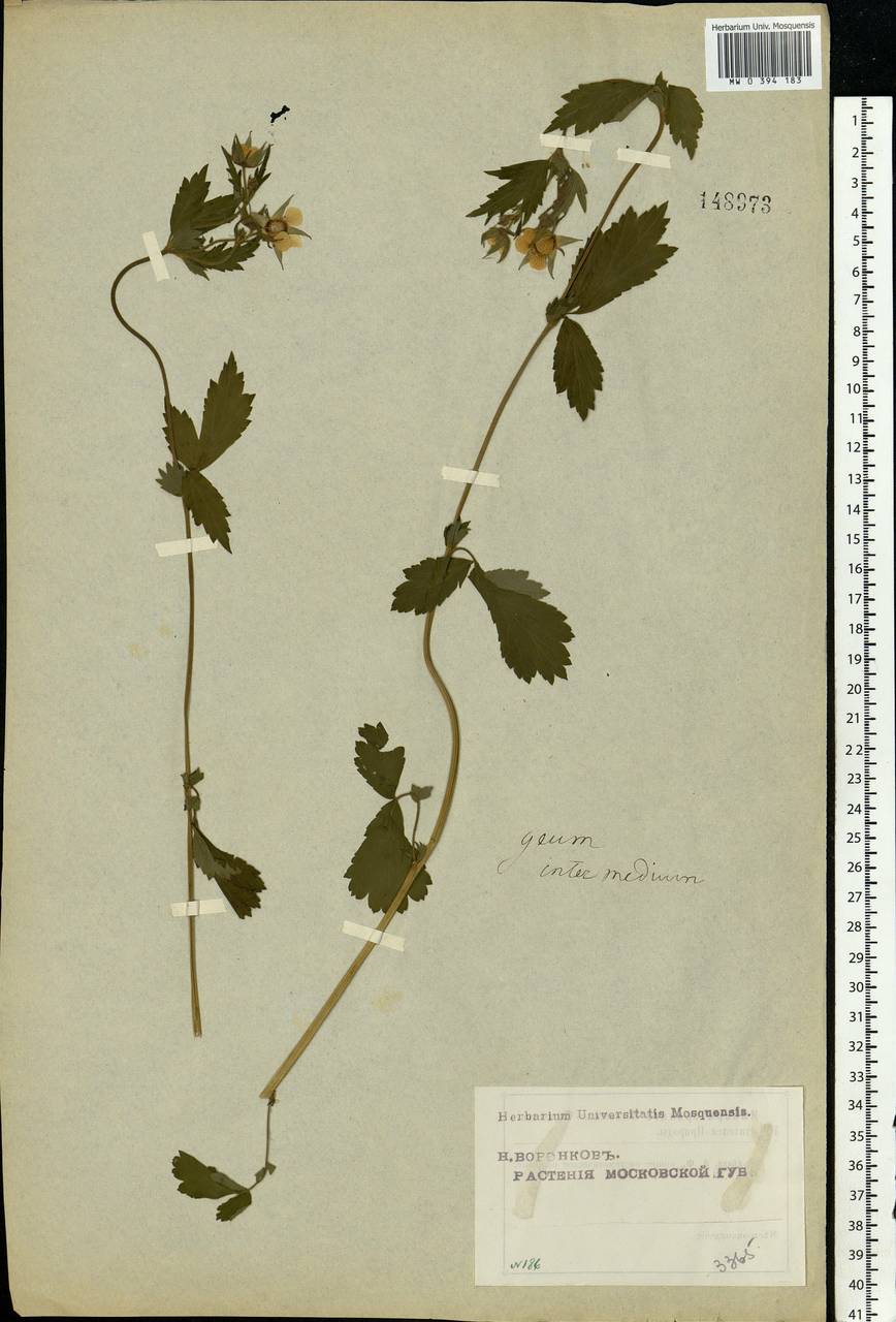 Geum × intermedium Ehrh., Eastern Europe, Moscow region (E4a) (Russia)
