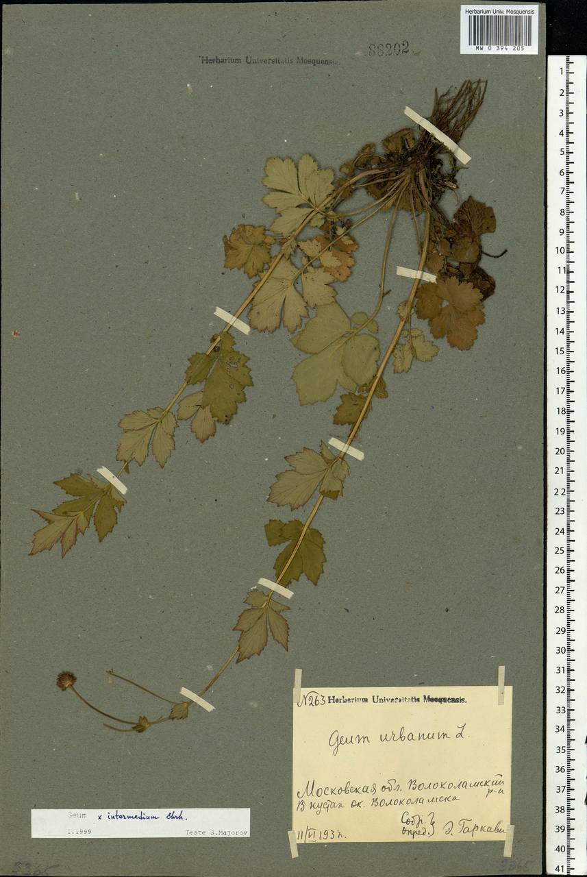 Geum × intermedium Ehrh., Eastern Europe, Moscow region (E4a) (Russia)