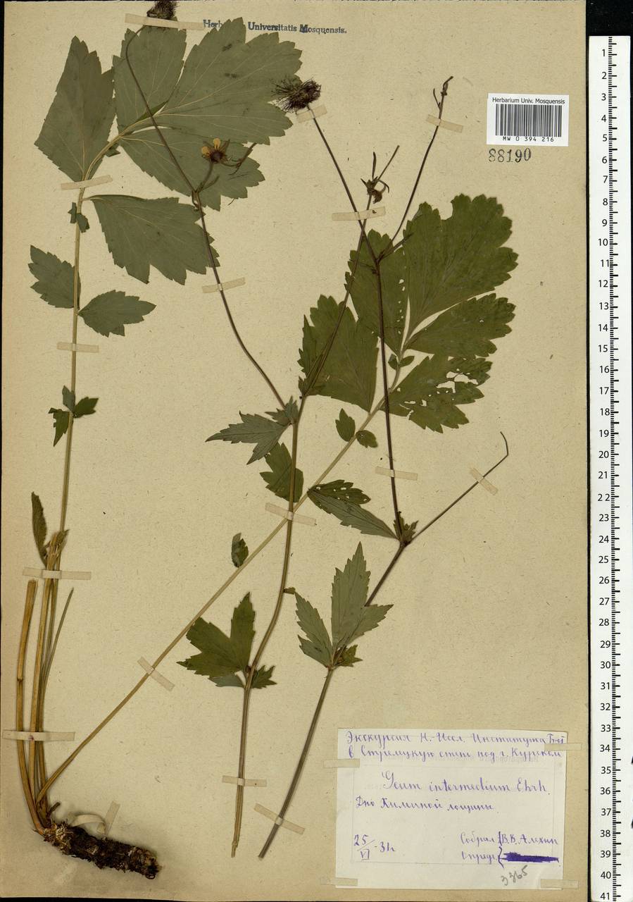 Geum × intermedium Ehrh., Eastern Europe, Central forest-and-steppe region (E6) (Russia)
