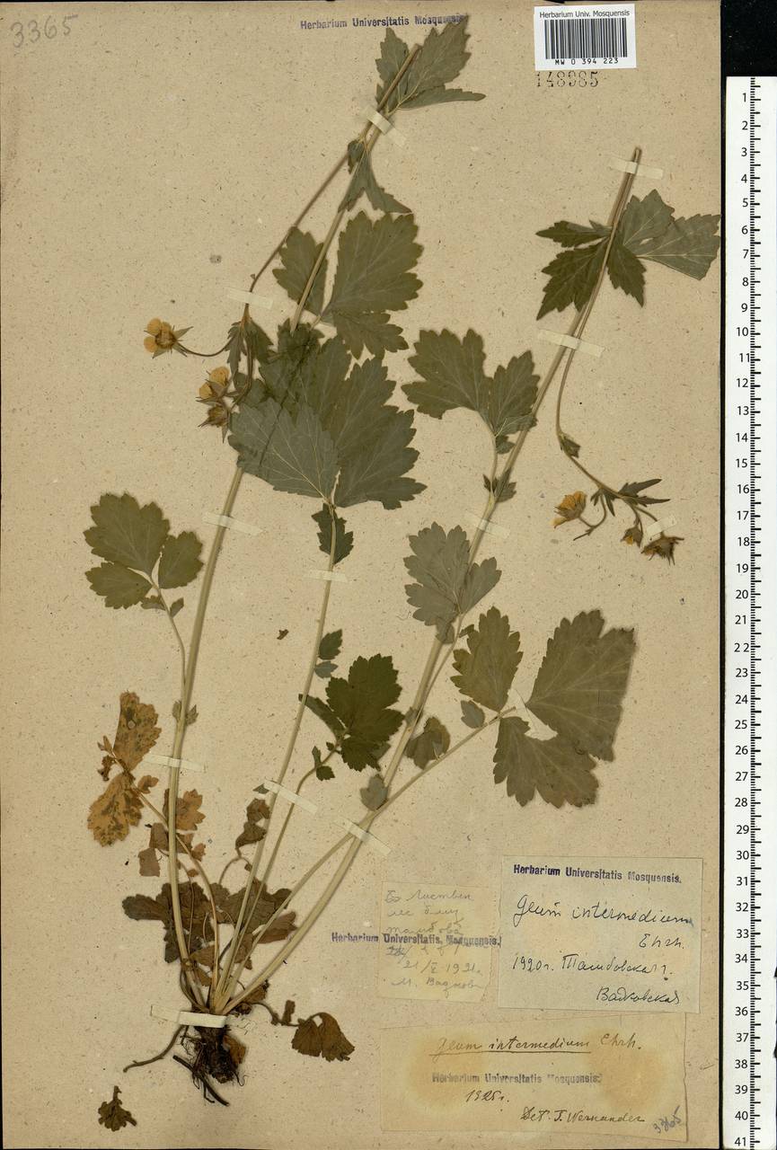 Geum × intermedium Ehrh., Eastern Europe, Central forest-and-steppe region (E6) (Russia)
