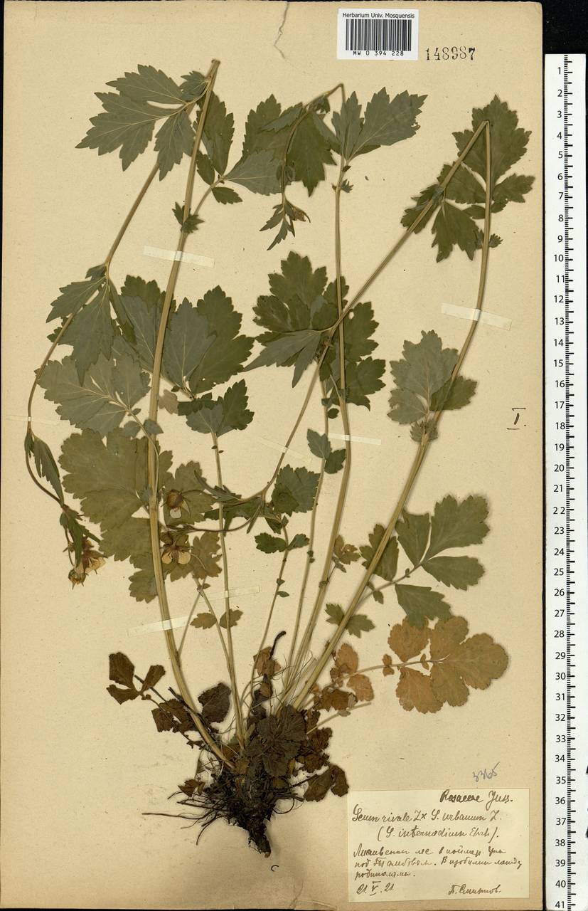 Geum × intermedium Ehrh., Eastern Europe, Central forest-and-steppe region (E6) (Russia)
