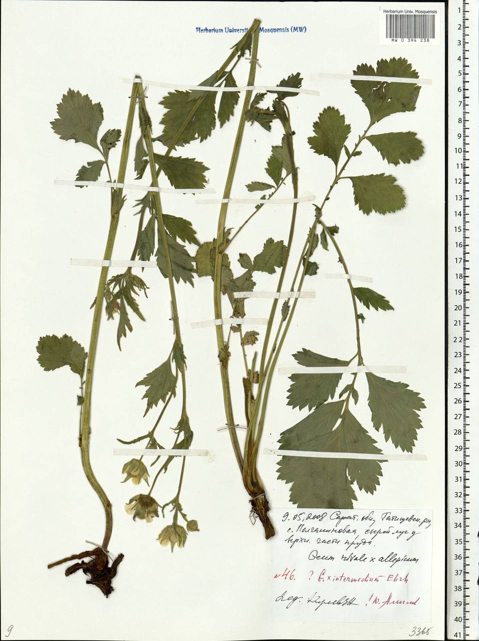 Geum × intermedium Ehrh., Eastern Europe, Lower Volga region (E9) (Russia)