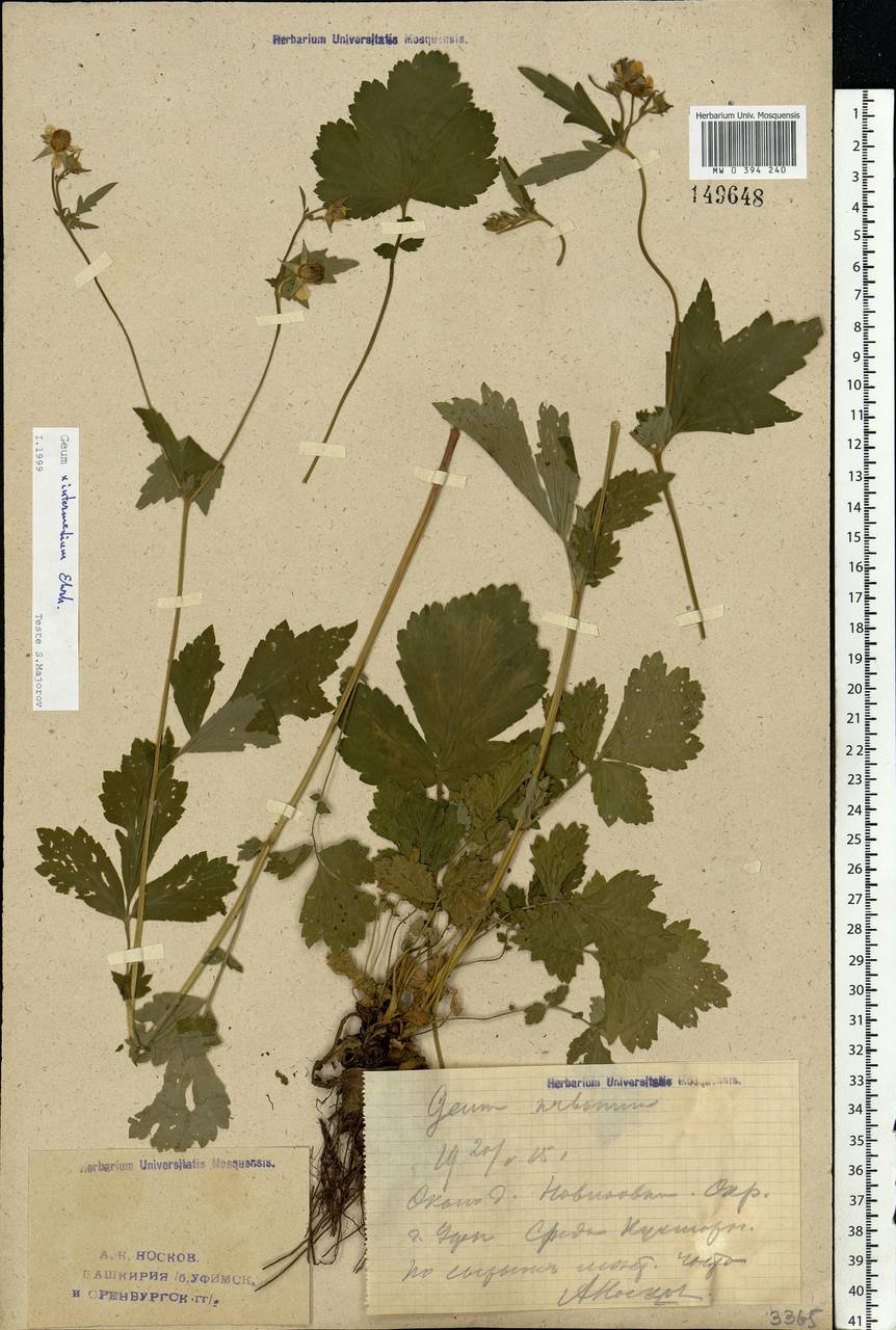 Geum × intermedium Ehrh., Eastern Europe, Eastern region (E10) (Russia)